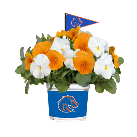 Boise State Broncos<br>Cool Weather Flower Mix