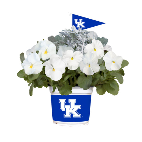 Kentucky Wildcats<br>Cool Weather Flower Mix