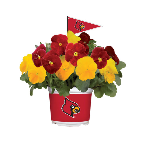 Louisville Cardinals<br>Cool Weather Flower Mix