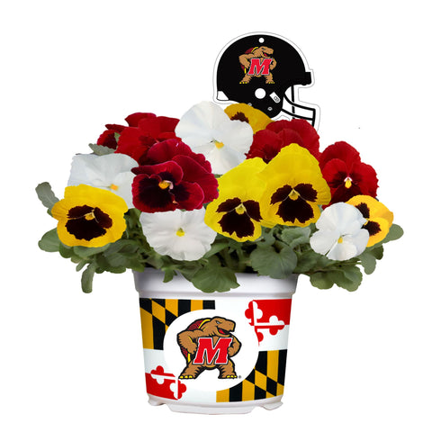 Maryland Terrapins<br>Cool Weather Flower Mix