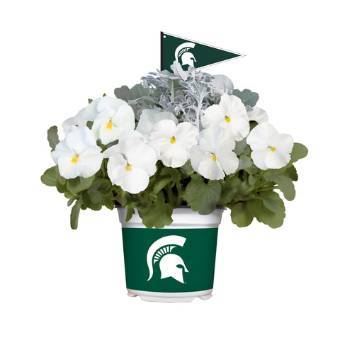 Michigan State Spartans<br>Cool Weather Flower Mix