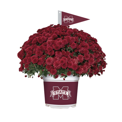 Mississippi State Bulldogs<br>Team Color Mum