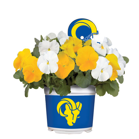 Los Angeles Rams <br>Cool Weather Flower Mix