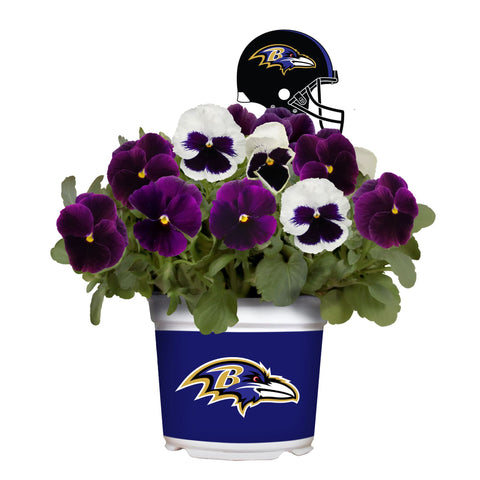 Baltimore Ravens<br>Cool Weather Flower Mix