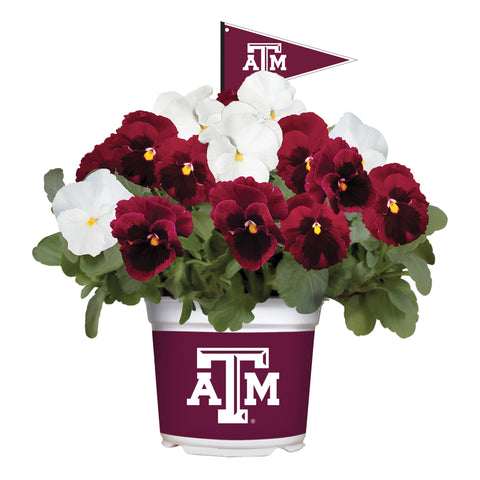 Texas A&M Aggies<br>Cool Weather Flower Mix