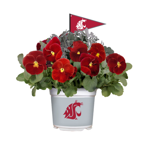 Washington State Cougars<br>Cool Weather Flower Mix