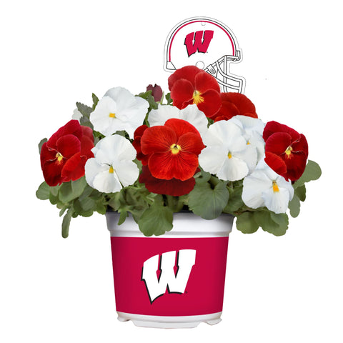 Wisconsin Badgers<br>Cool Weather Flower Mix