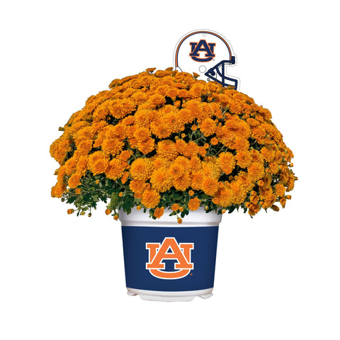 Chicago BearsTeam Color Mum - For The Deep Rooted Fan! – Sporticulture