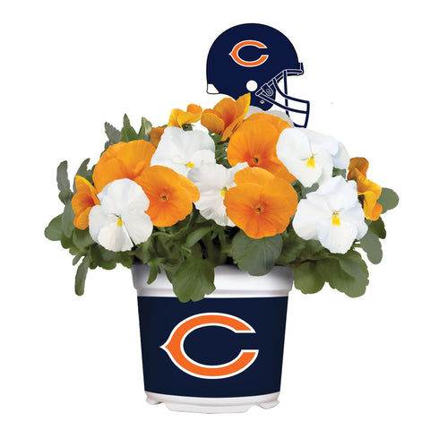 Chicago Bears<br>Cool Weather Flower Mix