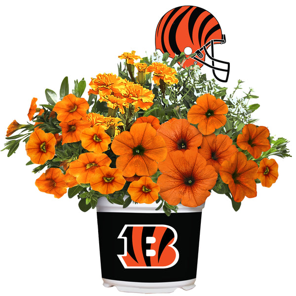 Cincinnati Bengals Cool Weather Flower Mix