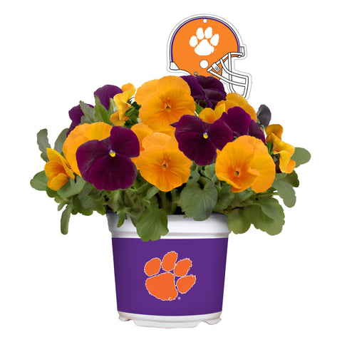 Clemson Tigers<br>Cool Weather Flower Mix