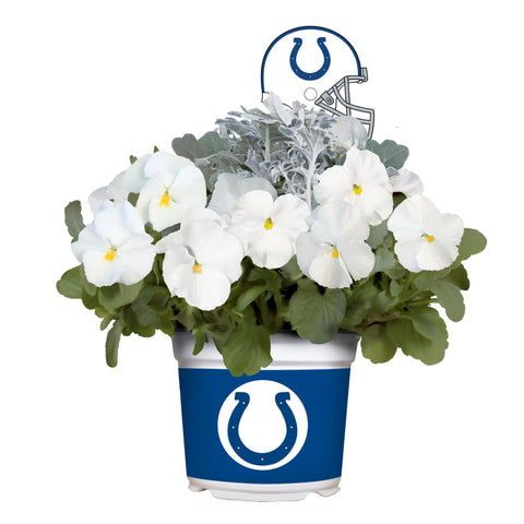Indianapolis Colts<br>Cool Weather Flower Mix