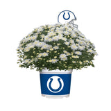 Indianapolis Colts<br>Team Color Mum