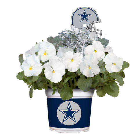 Dallas Cowboys<br>Cool Weather Flower Mix