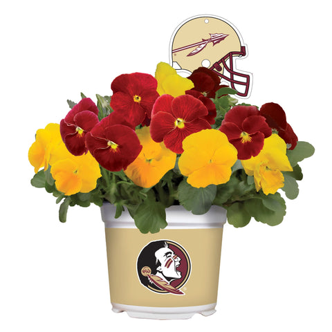 Florida State Seminoles<br>Cool Weather Flower Mix