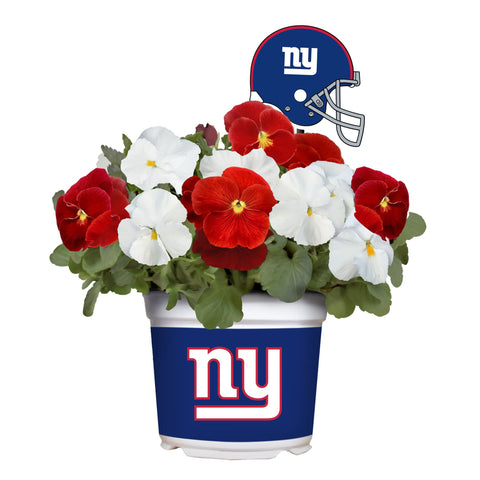 New York Giants<br>Cool Weather Flower Mix