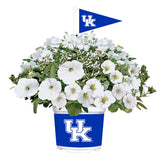 Kentucky Wildcats<br>Warm Weather Flower Mix