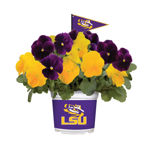 LSU Tigers<br>Cool Weather Flower Mix