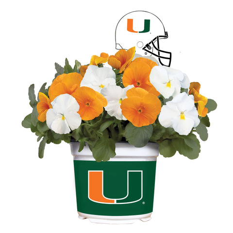 Miami Hurricanes<br>Cool Weather Flower Mix