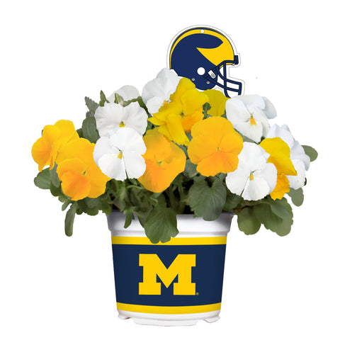 Michigan Wolverines<br>Cool Weather Flower Mix