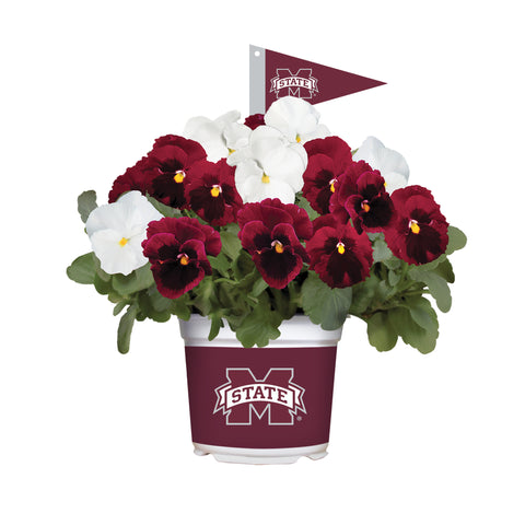 Mississippi State Bulldogs<br>Cool Weather Flower Mix