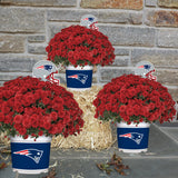 New England Patriots<br>Team Color Mum