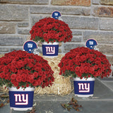 New York Giants<br>Team Color Mum