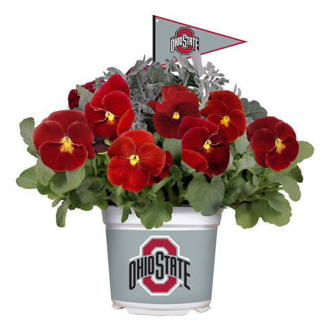 Ohio State Buckeyes<br>Cool Weather Flower Mix