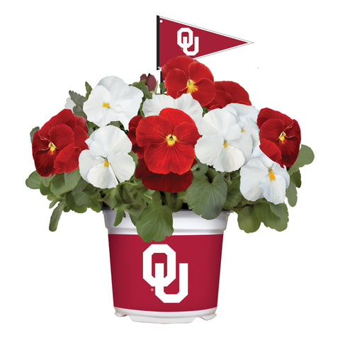 Oklahoma Sooners<br>Cool Weather Flower Mix