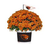 Oregon State Beavers<br>Team Color Mum