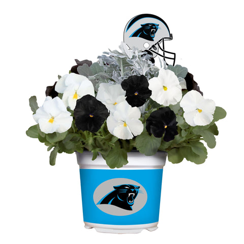 Carolina Panthers<br>Cool Weather Flower Mix