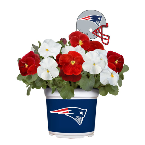 New England Patriots<br>Cool Weather Flower Mix