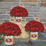 San Francisco 49ers <br>Team Color Mum