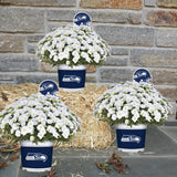 Seattle Seahawks<br>Cool Weather Flower Mix