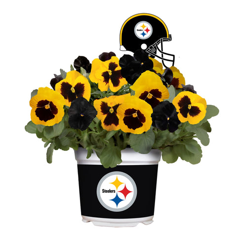 Pittsburgh Steelers<br>Cool Weather Flower Mix
