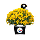 Pittsburgh Steelers<br>Team Color Mum