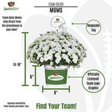 Indianapolis Colts<br>Team Color Mum