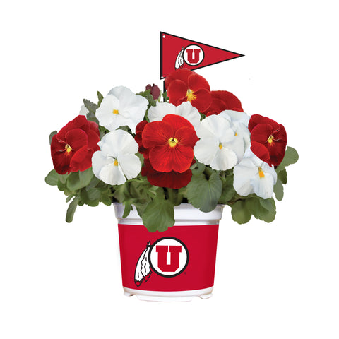 Utah Utes<br>Cool Weather Flower Mix