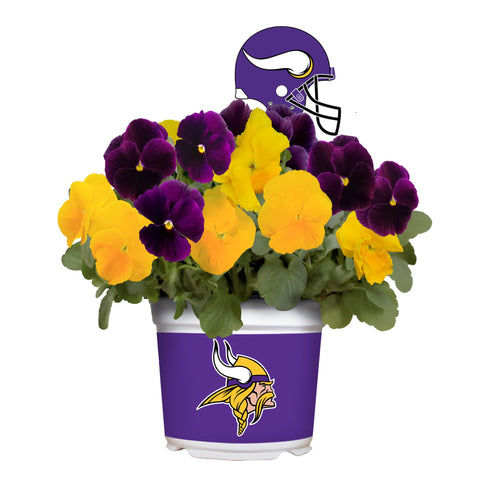 Minnesota Vikings<br>Cool Weather Flower Mix