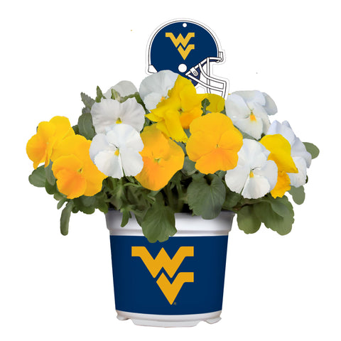 West Virginia Mountaineers<br>Cool Weather Flower Mix